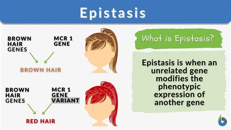 epitasia|what is the definition of epistasis 1 point.